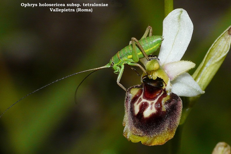 Le orchidee di Vallepietra nel Parco Naturale dei Monti Simbruini (Roma).